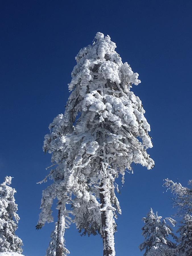 Concordia Harzapart Braunlage Extérieur photo